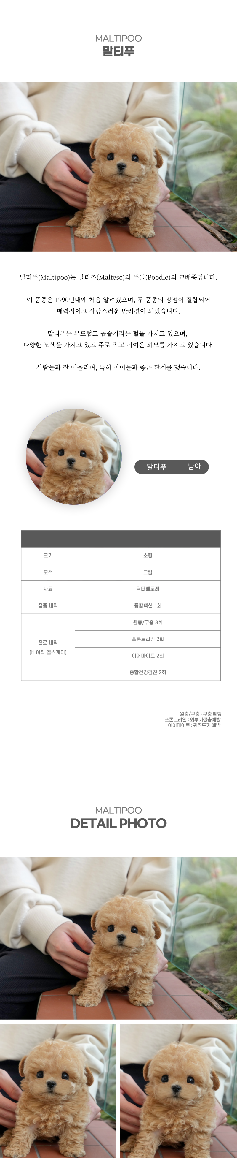 말티푸강아지분양_상세이미지_2